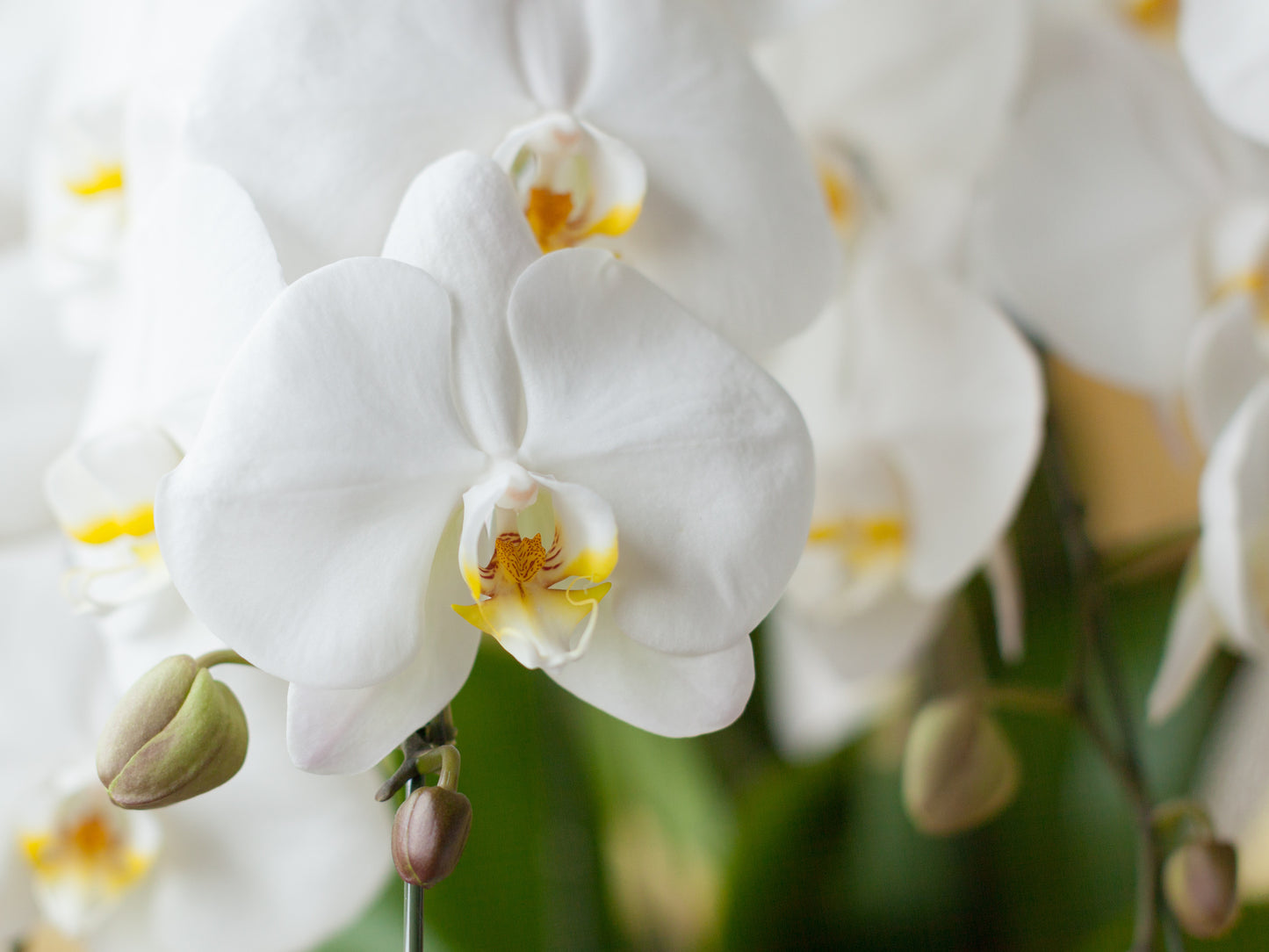 Elegant Orchid - 胡蝶蘭